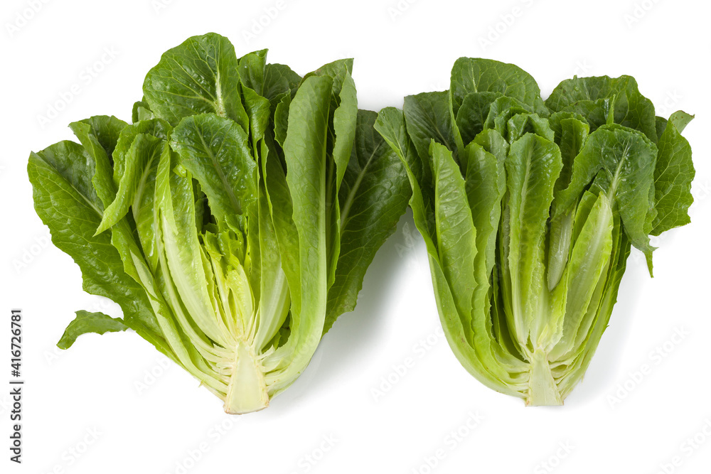 cutted lettuce into two halves on white background isolated cutted lettuce into two halves on white background isolated