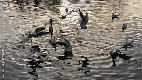 Birds on the lake water .Slow motion. Fly of birds upon the lake .