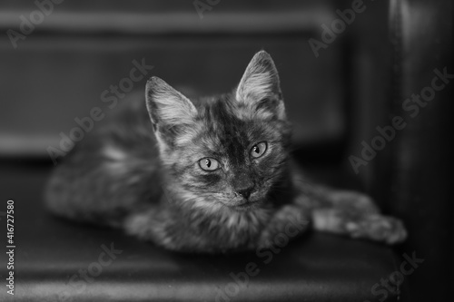 a kitten with very expressive eyes in a chair