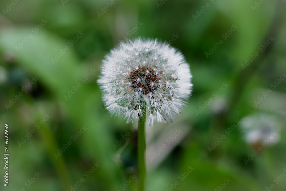 Dandelion with flying seeds. Faded dandelions in spring. Flower head with seeds of common dandelion in detail. Petals with flower stems. Green leaves from the plant in the background Dandelion with flying seeds. Faded dandelions in spring. Flower head with seeds of common dandelion in detail. Petals with flower stems. Green leaves from the plant in the background