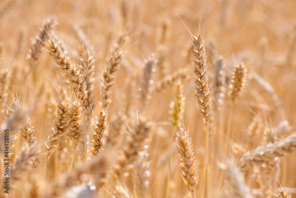 spikelets of golden wheat in the field. Ripe big golden ears of wheat on a yellow background of the field. nature. The idea of a rich summer harvest, agriculture, agro-industrial complex for food. spikelets of golden wheat in the field. Ripe big golden ears of wheat on a yellow background of the field. nature. The idea of a rich summer harvest, agriculture, agro-industrial complex for food.