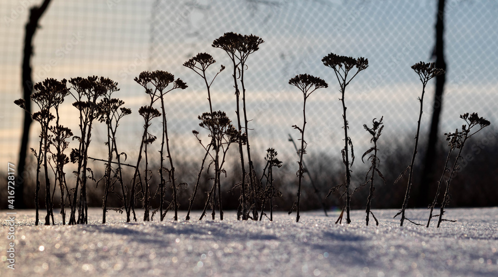 Obraz premium Dry flowers in the snow
