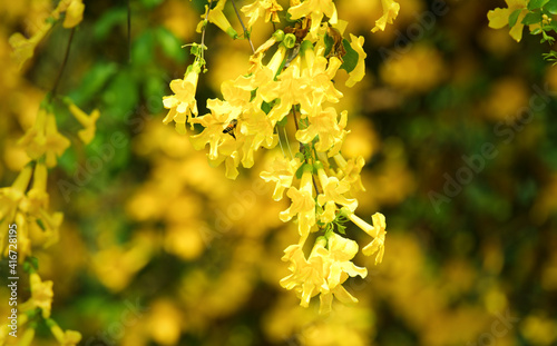 Close up yellow flowers with green leaves, Cat's Claw, Catclaw Vine, Cat's Claw Creeper