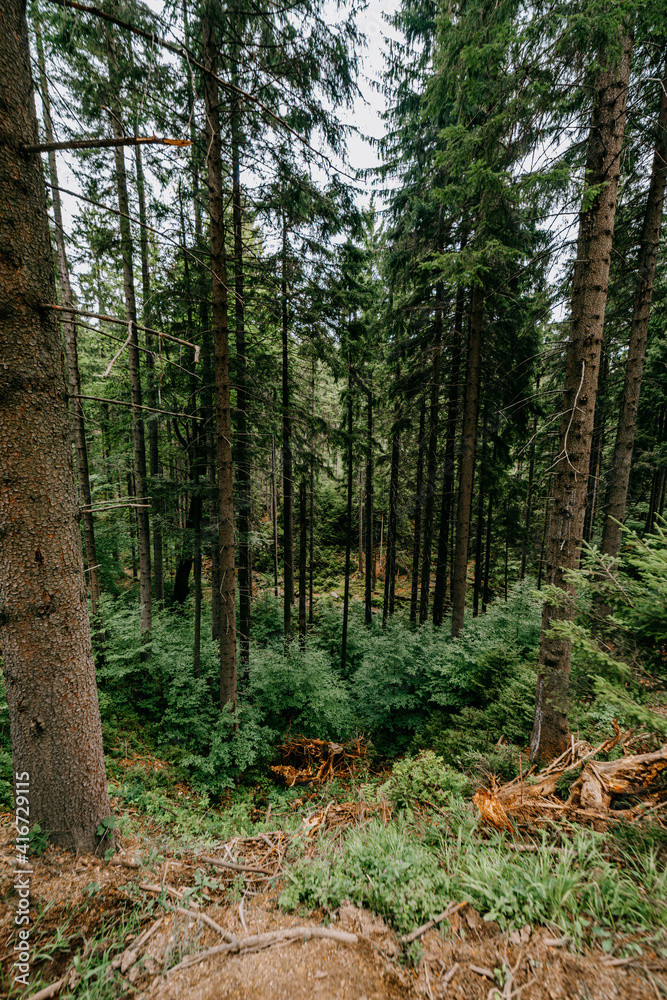 The forests of the Karkonosze National Park The forests of the Karkonosze National Park