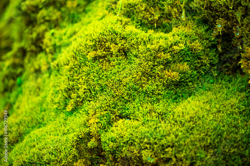 Green moss wall in Iceland with dripping water droplets. Beautiful tropical background at the waterfall. Moss texture with blurred background.
