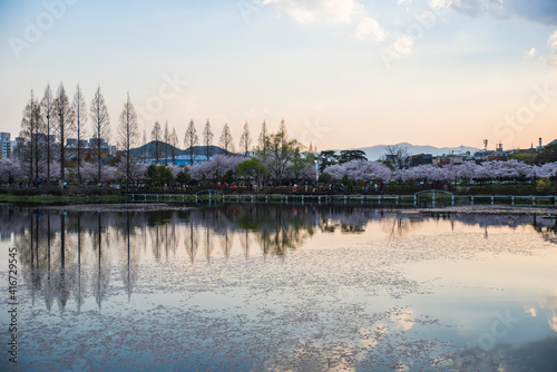 Beautiful park with cherry blossoms. wonderful view of flowers. © 덕원 윤