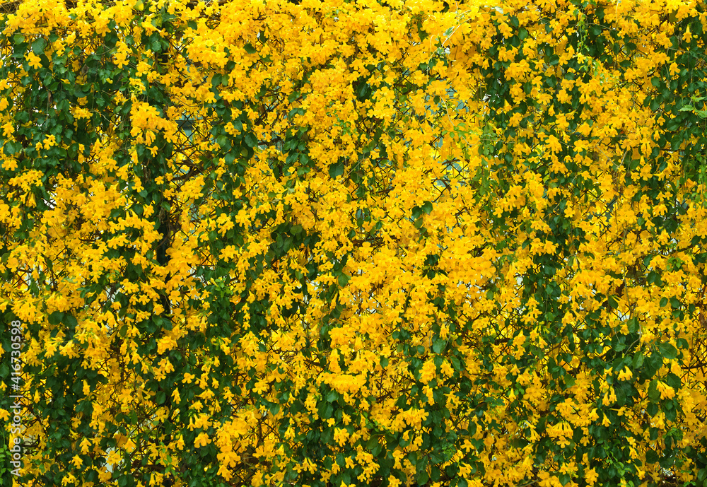 Fototapeta premium yellow flowers with green leaves on metal fence background, Cat's Claw, Catclaw Vine, Cat's Claw Creeper plants