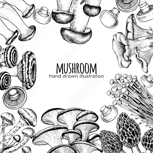 vector set edible mushrooms illustration drawn by hand, family of different mushrooms, graphic drawing with lines, cut truffle, porcini mushroom, shiitake and chanterelles isolated on white background