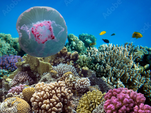 Fototapeta Naklejka Na Ścianę i Meble -  Coral reef with soft and hard corals with exotic jellyfish