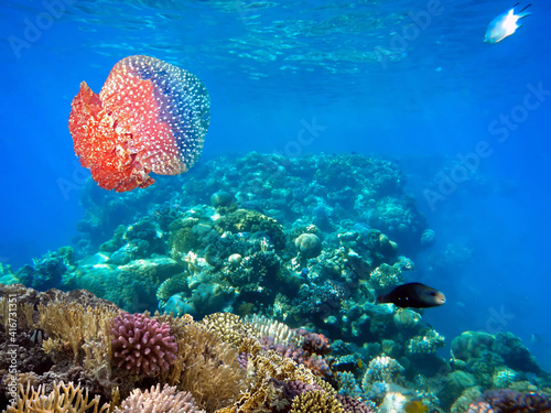 Fototapeta Naklejka Na Ścianę i Meble -  Coral reef with soft and hard corals with exotic jellyfish