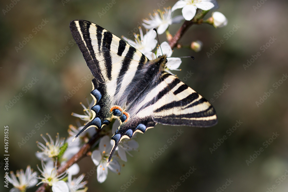 great butterfly ridding on blackthorn flowers great butterfly ridding on blackthorn flowers