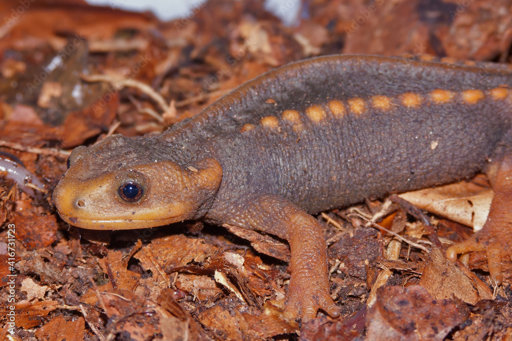 Close up of an Asian crocodile salamander, Tylototriton verrucosus on leaflitter
Close up of an Asian crocodile salamander, Tylototriton verrucosus on leaflitter