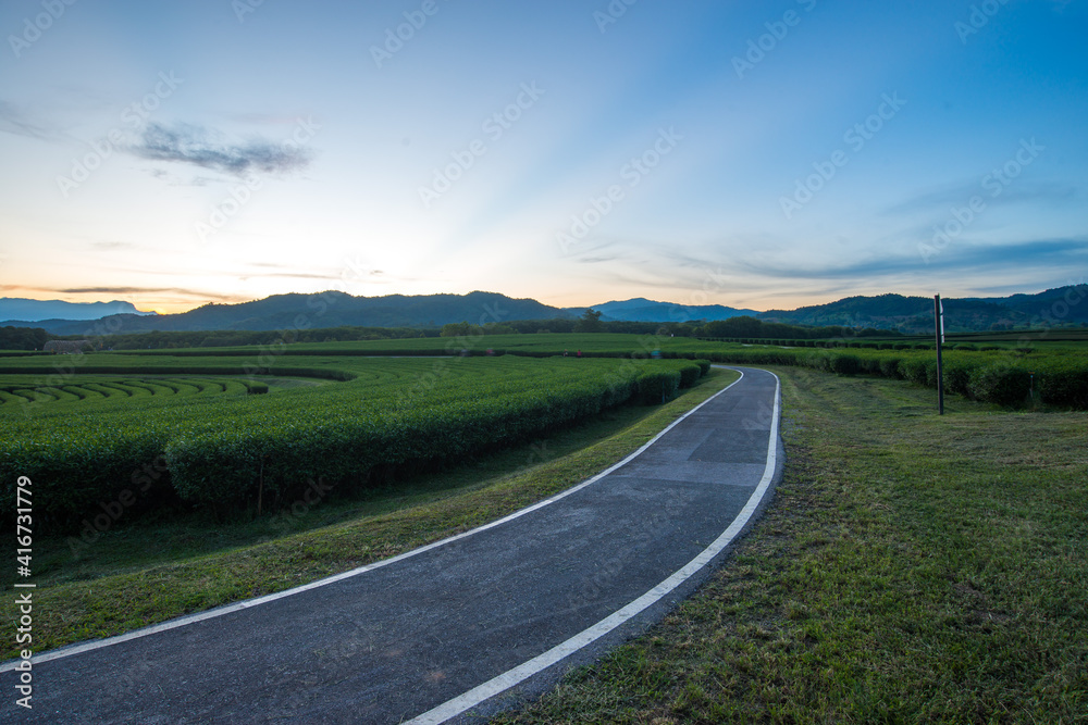 The tea plantations background , Tea plantations in morning light