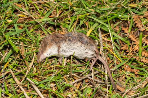 Dead rat rodent having been poisoned and laying lifeless to eliminate vermin