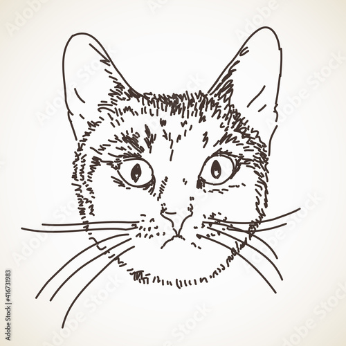 cat