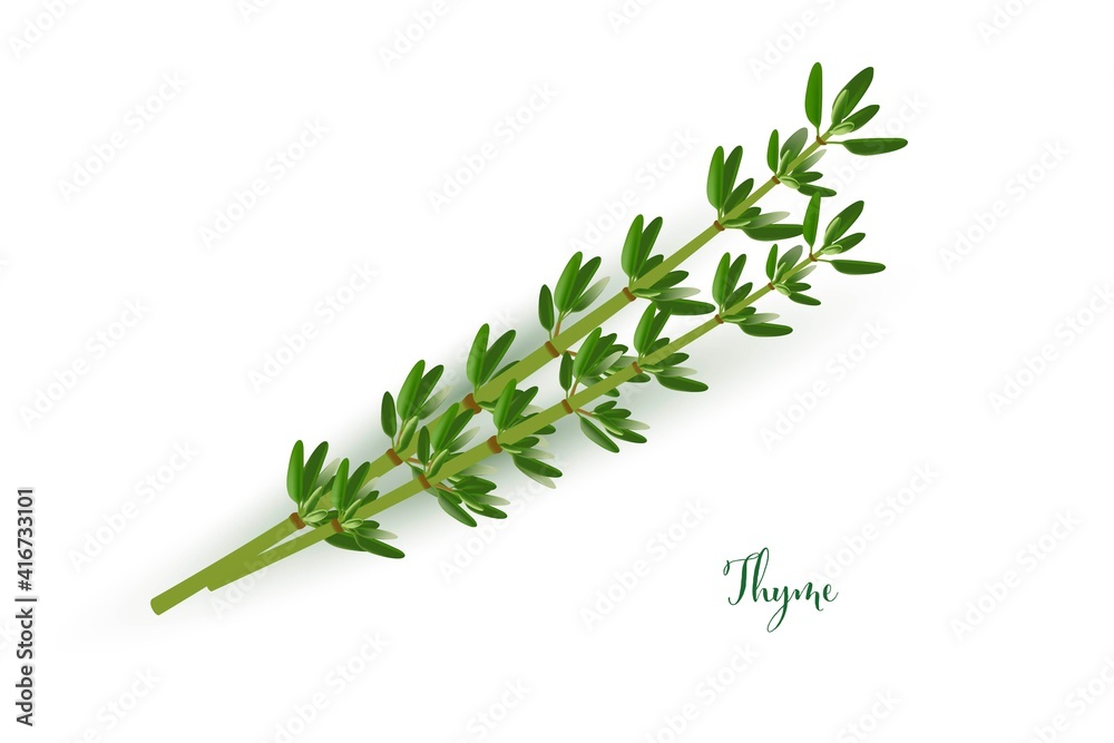Green thyme branches. Herb plants for cooking and flavor vector illustration. Botanical organic elements on white background. Realistic herbal spice ingredient - obrazy, fototapety, plakaty 