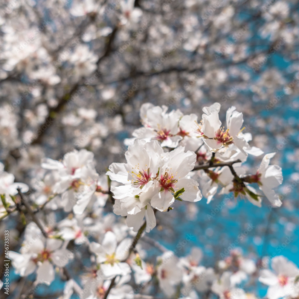 Blooming almond flower with a bokeh background Blooming almond flower with a bokeh background