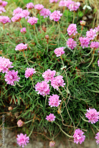 Close up of a thrift plant on a Devon cliff 