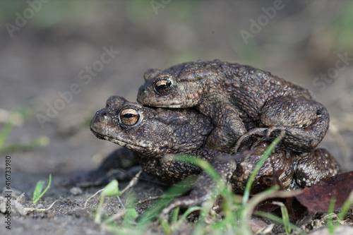 Closeup of a couple of European common toads , Bufo bufo , in am photo