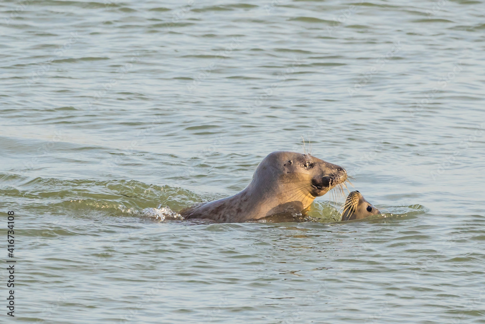 Fototapeta premium Harbor seal on the seaside, European seal, North Sea
