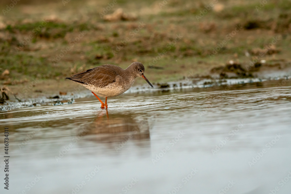 common redshank or Tringa totanus close up shot with reflection in water at wetland of keoladeo ghana national park or bharatpur bird sanctuary rajasthan india common redshank or Tringa totanus close up shot with reflection in water at wetland of keoladeo ghana national park or bharatpur bird sanctuary rajasthan india