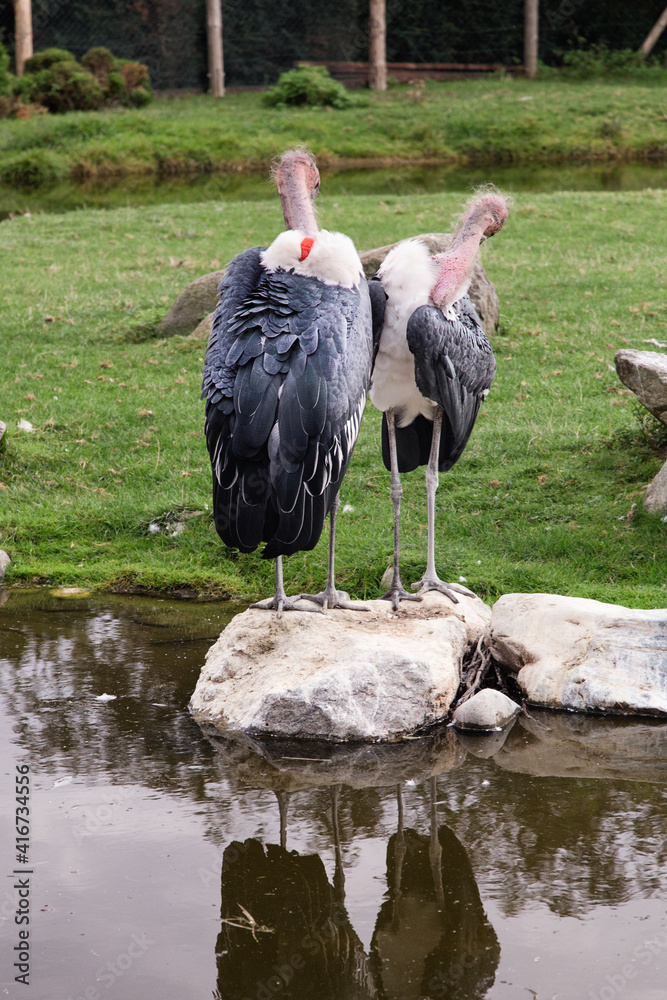 Lovely pair of Marabou storks view from the rear, naked necks . Two marabou birds on rocks in lake. Zoo birds.