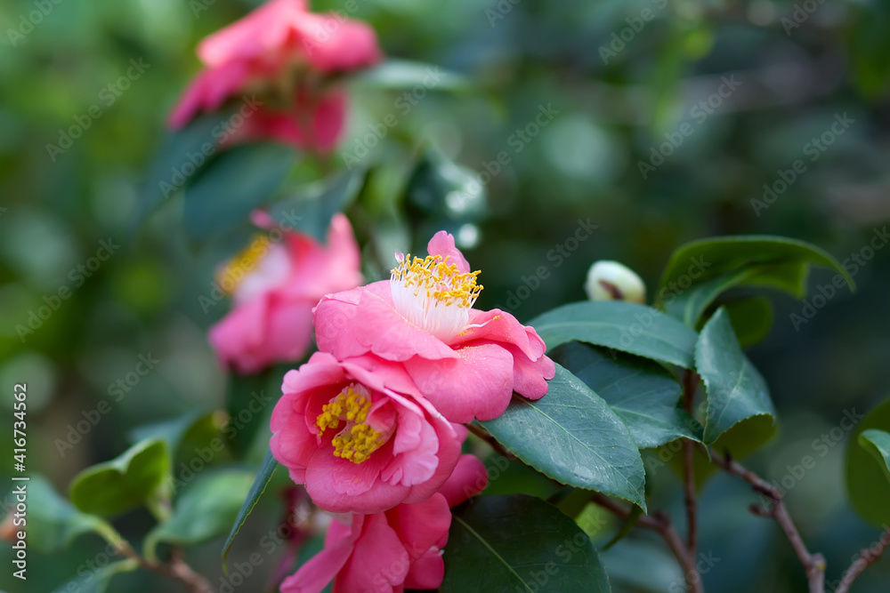 Beautiful vibrant pink red Japanese Camellia flowers of or Camelia japonica. Selective focus, floral background.Camellia flower in a greenhouse with dew drops on petals. Flowering camellias