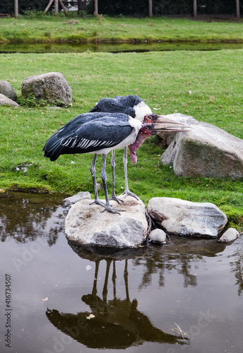 Lovely pair of Marabou storks beaks parallel to the ground. Two marabou birds standing on rocks.  Zoo birds.