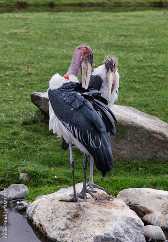 Lovely pair of Marabou storks beaks under the wing. Two marabou birds cleans their feathers. Zoo birds.