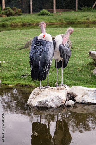 Obraz na płótnie Lovely pair of Marabou storks view from the rear, naked necks . Two marabou birds on rocks in lake. Zoo birds. w salonie