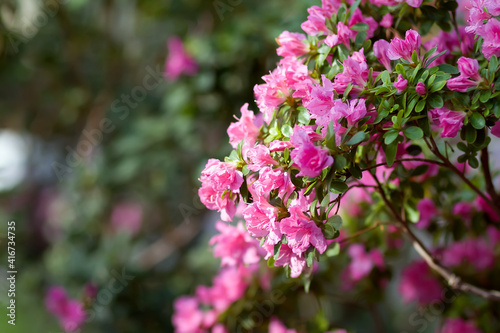 Blooming pink white violet azalea flowers close-up in a botanical garden.Azalea festival.Pink azalea flower, in full bloom, Rhododendron photo