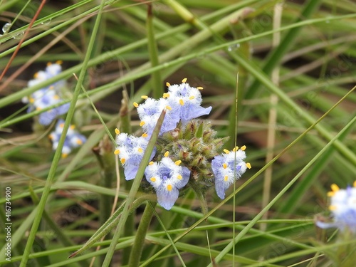 Macro Wildflower