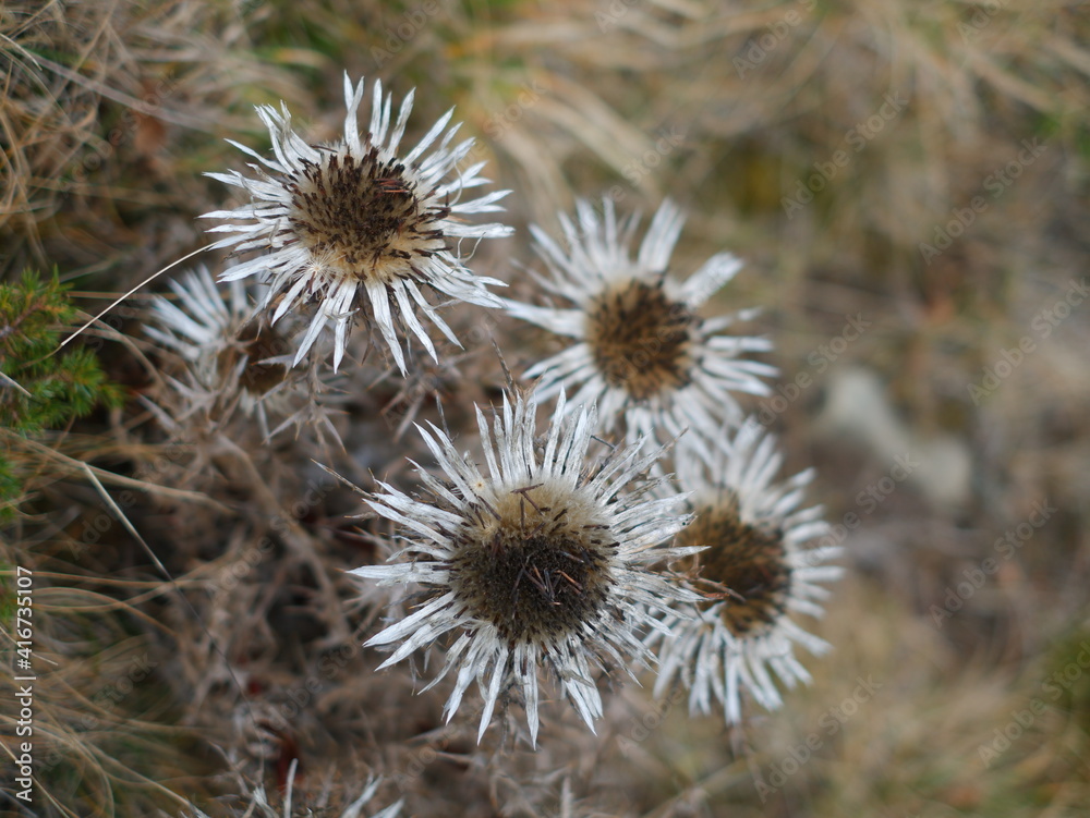 A close up on four dry White carlina flowers, in Autumn, in mountain environment. Concept: life slowly dying. A close up on four dry White carlina flowers, in Autumn, in mountain environment. Concept: life slowly dying.