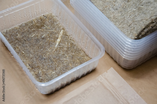 Preparation for growing microgreens at home: linen substrate, seeds in packages and plastic bowls. Close up wet linen growing mat. Do it yourself. Step by step instructions. Selective focus. Step 2.