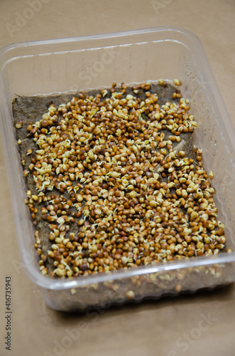 Germinating radish microgreen seeds on damp linen mat in plastic container. Kit for growing microgreens at home. Do it yourself. Home garden concept. Step by step instructions. Day 2. Step 8.
