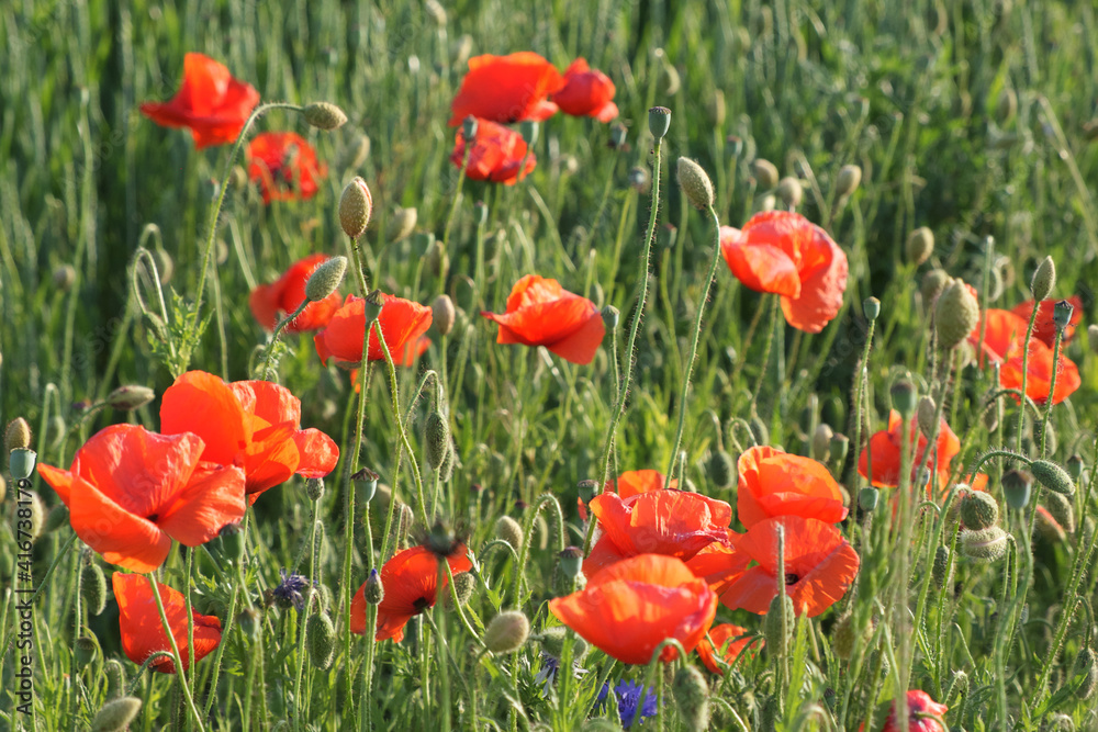 Red poppy among the field grasses in summer. Beautiful wildflowers. Untouched nature.