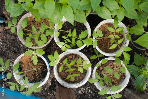 tomato seedlings in glasses, seedlings in pots