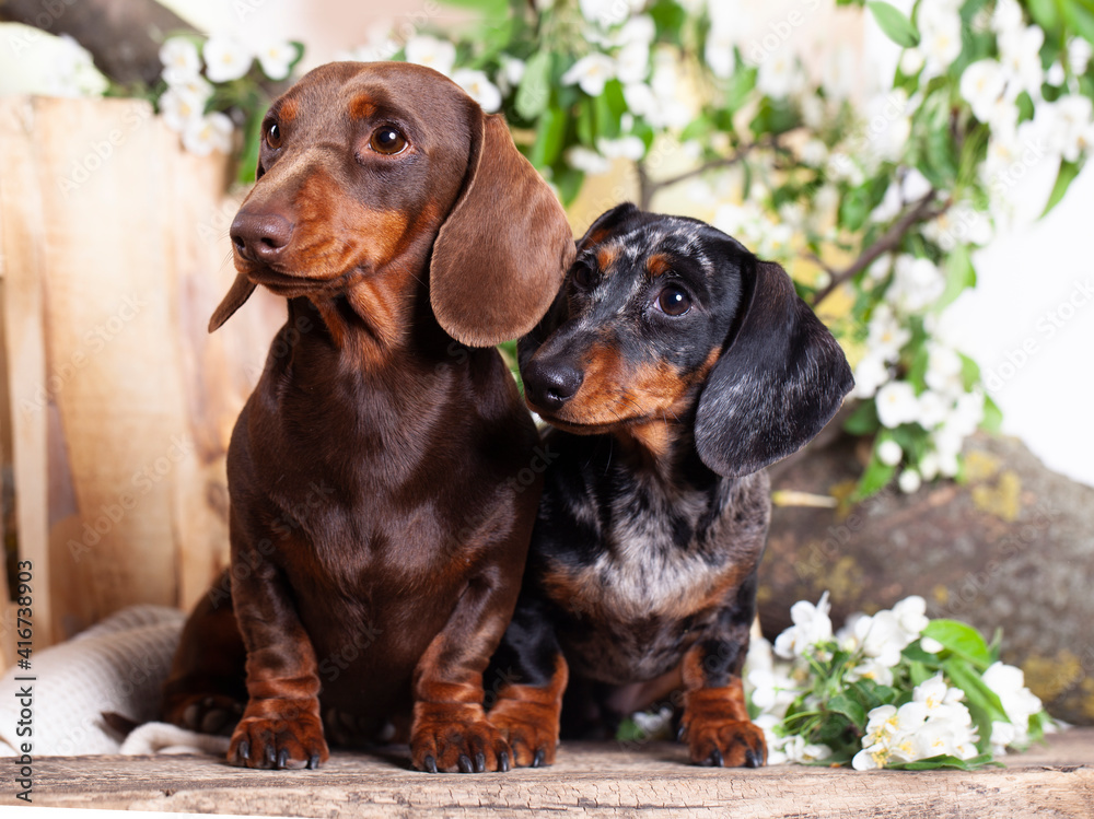 group Dogs dachshunds and flowers spring jasmine, dog portrait