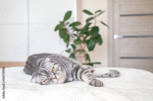 The gray Scottish fold cat lies wrapped in a warm beige plaid. Cozy cute warm home concept with a pet.... photo