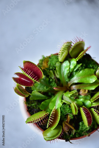 Venus flytrap on a gray background, top view.