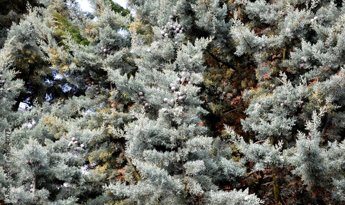 The twigs with tiny needles are soft, stringy, pure silver, blue, only inside the shrub they have a faint pea green color, which does not spoil the overall color impression. photo