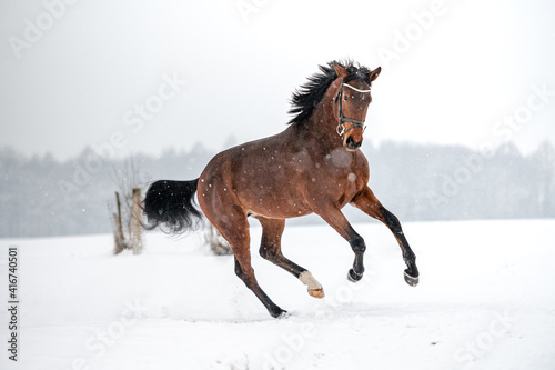 Running brown english thoroughbred on snow. Power  elegance.