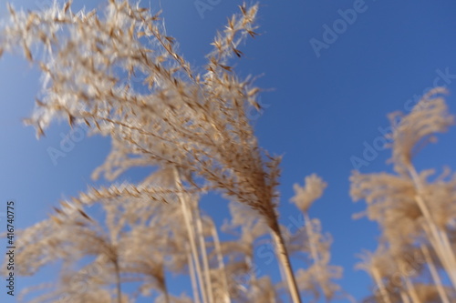 schilf blauer himmel