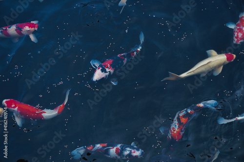 Koi are eating food in the water. 