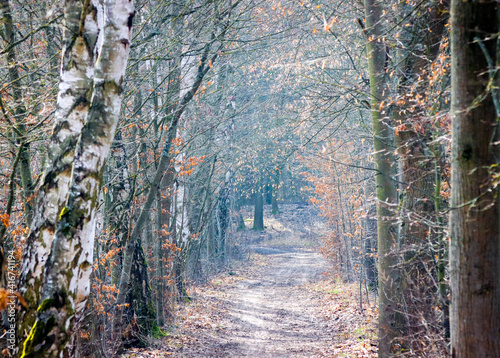 a dirt trail through a forest
