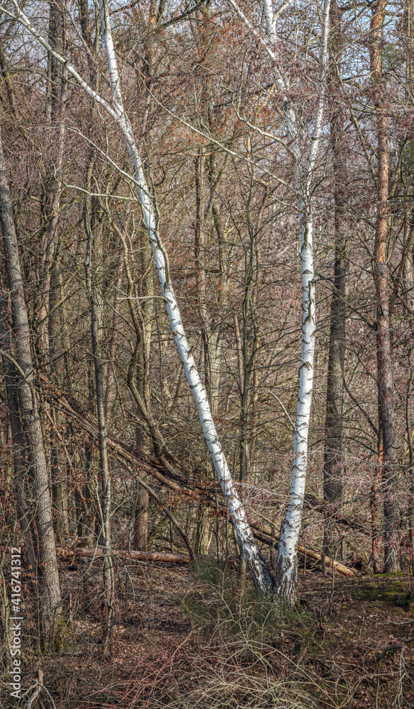 birch trees growing in a forest