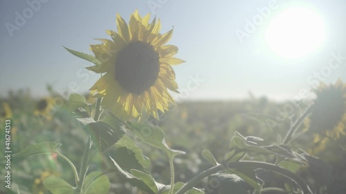 sunflower field with sky, sunflower, flower, field, sky, summer, nature, yellow, sunflowers, agriculture, blue, green, sun, plant, flowers, leaf, floral, flora, bright, beautiful, sunny, beauty, bloss photo