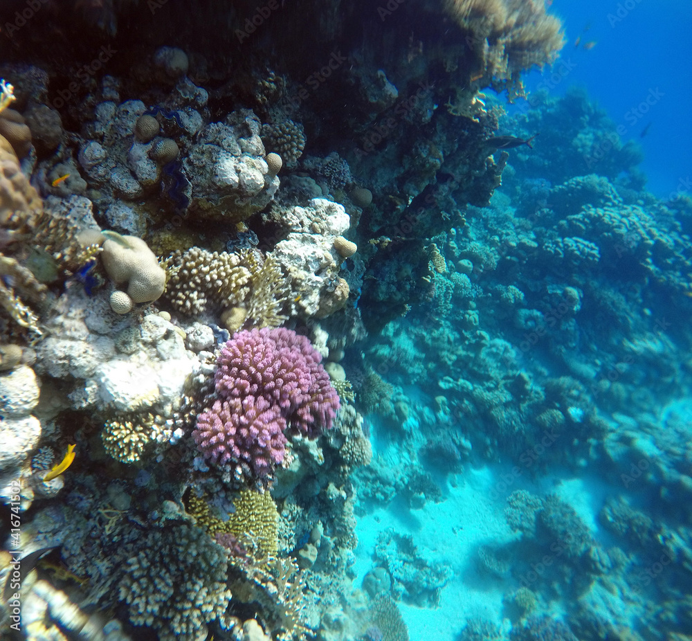 Tropical coral reef. Ecosystem and environment. Egypt. Near Sharm El Sheikh Tropical coral reef. Ecosystem and environment. Egypt. Near Sharm El Sheikh