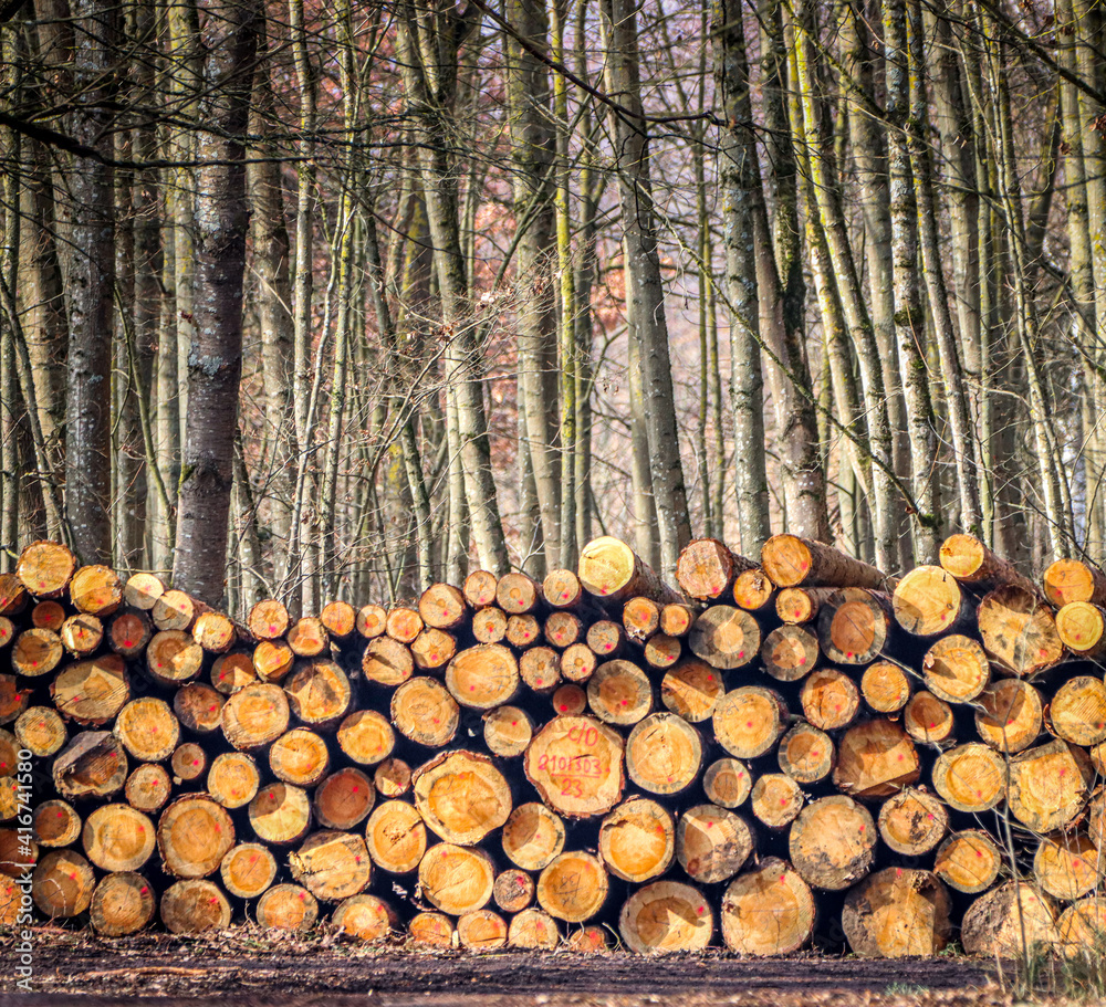 cut trees piled and ready to transport