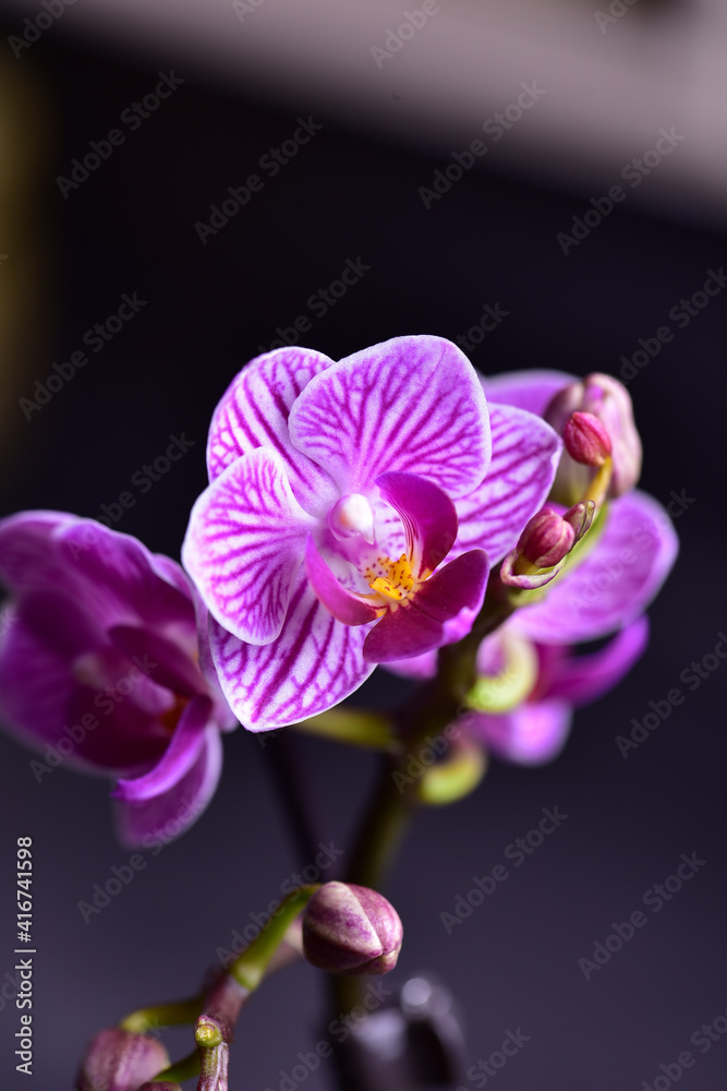 Lilac small orchid on a dark gray background. Lilac small orchid on a dark gray background.
